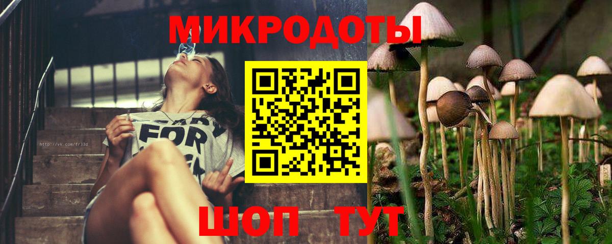 Галлюциногенные грибы Psilocybine cubensis Горно-Алтайск